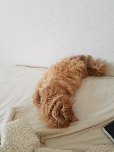 黄金の胴長短足マンチ3才、10月で4才(*^ーﾟ) サムネイル6