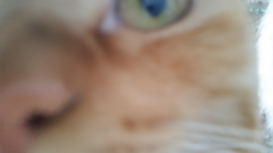 黄金の胴長短足マンチ3才、10月で4才(*^ーﾟ) サムネイル7