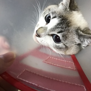 見殺しにされかけた生後10ヶ月の鍵尻尾の女の子