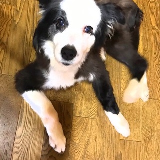 交渉中につき一時募集を中止致します。