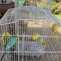 我が家で生まれたセキセイインコ