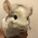 4月生まれのチンチラ