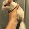 4月生まれのチンチラ サムネイル2