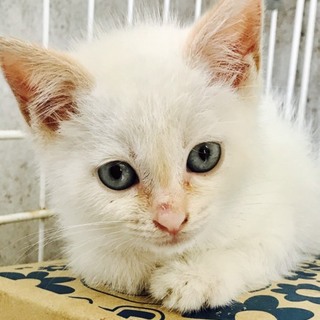 白子猫ちゃん