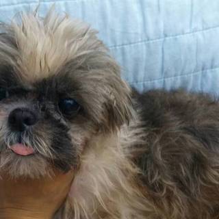 　シーズーの女の子達