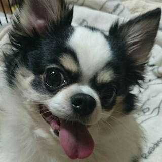 マッシュルーム君吠えず社会性トイレ性格◎人を笑顔に