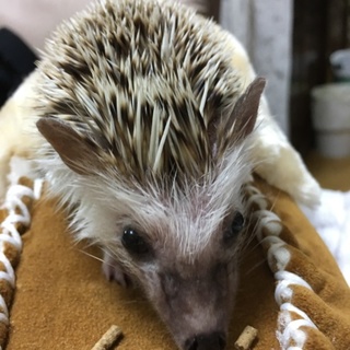 ハリネズミもらってくれませんか。飼育セット一式