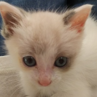 母猫が三毛の子猫です。