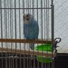 青いインコ♀の新しい飼い主様を探しています。 サムネイル2