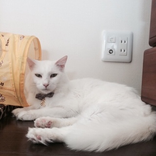 ノルウェジアンフォレストキャット