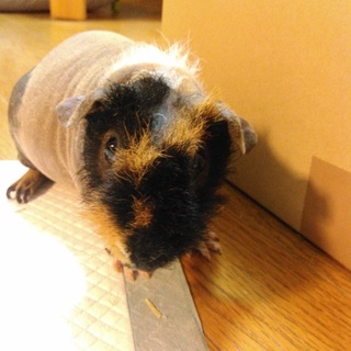 新しいお家が決まりました(*^.^*)