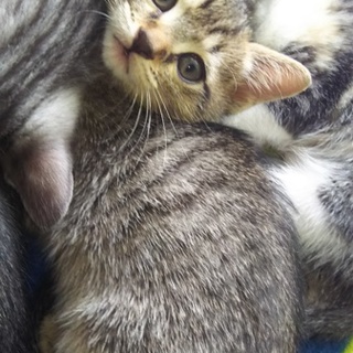 子猫が生まれました！！