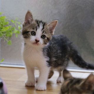 29-3キジ白アメショー柄／生後1ヶ月半位４兄妹