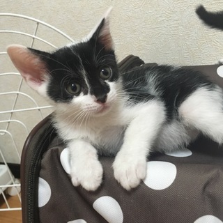 甘えた白黒　鉄仮面のテツ♂