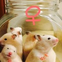 子ハムスター(里親決定)