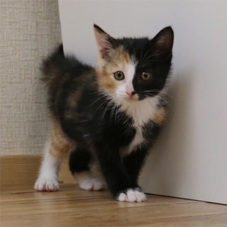 29-2黒三毛／生後1ヶ月半位４兄妹