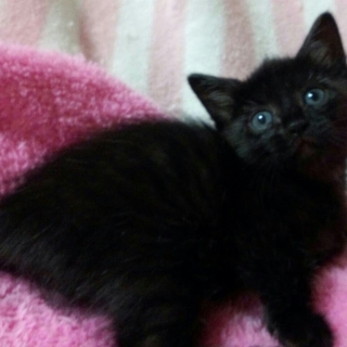 楓(かえで)女の子