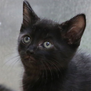 29-4黒／生後1ヶ月半位４兄妹