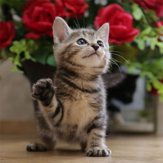 29-5麦わらアメショー柄／生後1ヶ月半位４兄妹