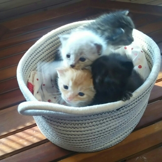 色とりどりの天使ちゃんズ（生後１ヶ月）