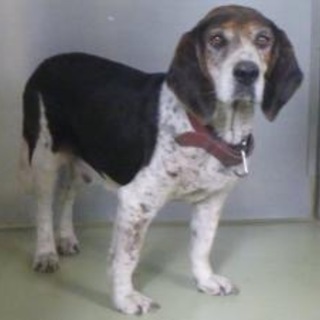 可愛く賢いビーグルの男の子