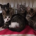元気な子猫４兄妹の里親さん募集中