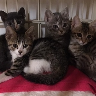 元気な子猫４兄妹の里親さん募集中