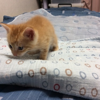 【新規申込み受付終了】おっとりした茶トラ