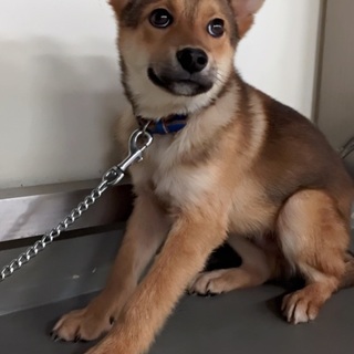 愛嬌たっぷり　きら　トライアル予定です！