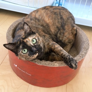 絶対可愛い！サビの大きな女の子