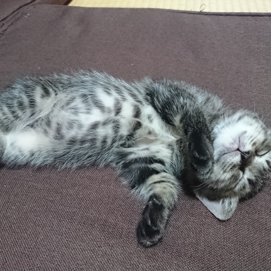 こみねのカバー写真