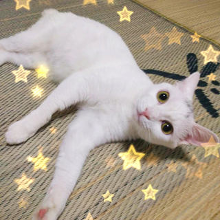 ☆おめめぱっちり、ゆずちゃん☆