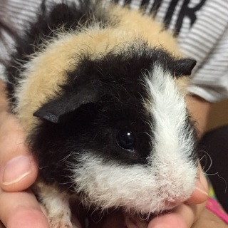 テディモルモットの女の子1歳