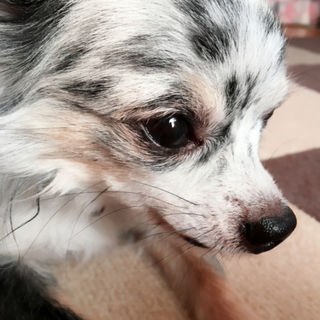 人が大好きチワワくん トライアル中！