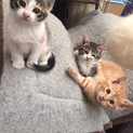 子猫里親さん募集（3匹）