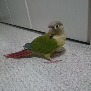ウロコインコです