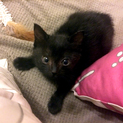 1ヶ月程度の真っ黒子猫