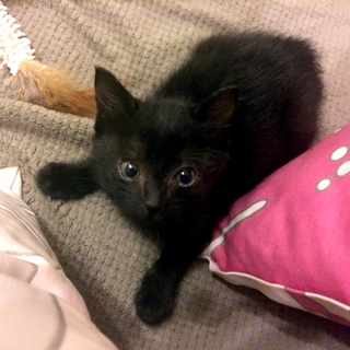 1ヶ月程度の真っ黒子猫