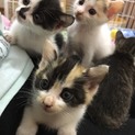 ６兄弟！人馴れ抜群生後５週の仔猫残り３匹！