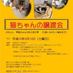 猫の譲渡会　byにゃんころ隊 サムネイル1