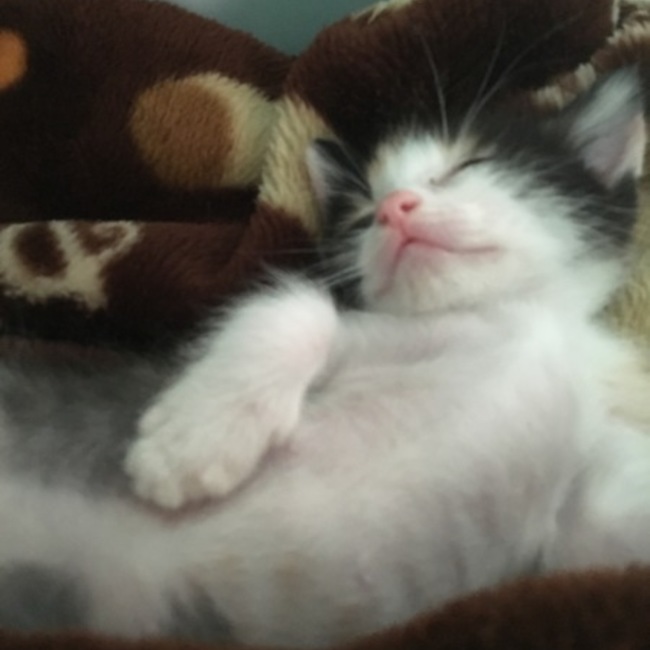 子猫ままのカバー写真