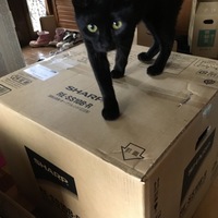 ジジ