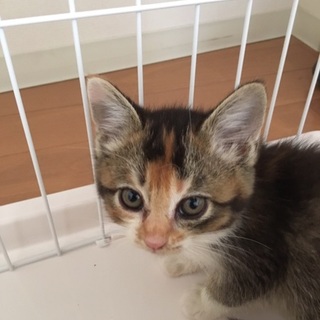 6/10譲渡会　4兄妹の三毛のメス