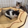 6/10譲渡会　4兄妹の三毛のメス サムネイル4