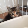 6/10譲渡会　4兄妹の三毛のメス サムネイル3