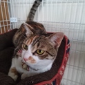 病気完治。推定９ヶ月程、三毛猫りんちゃん、メス猫