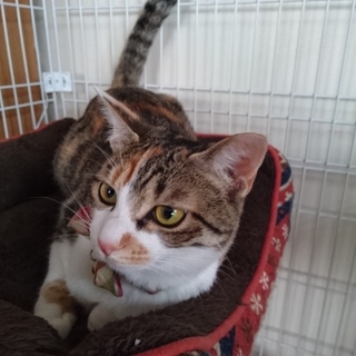 病気完治。推定９ヶ月程、三毛猫りんちゃん、メス猫