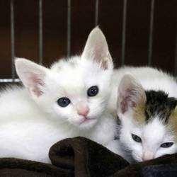 三重県桑名市　６月１１日（日）第６８回リトルパウエイド猫の譲渡会