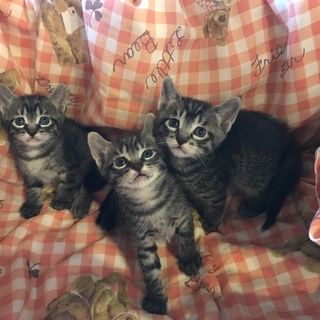 野良ちゃんが産んだ仔ですが、いい仔に育ってます。