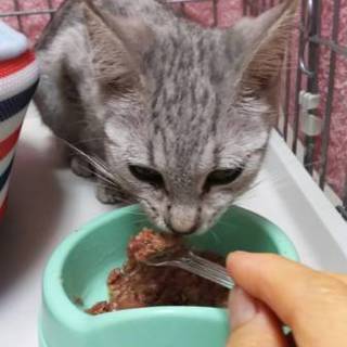 生後6ヵ月くらいの女の子の猫